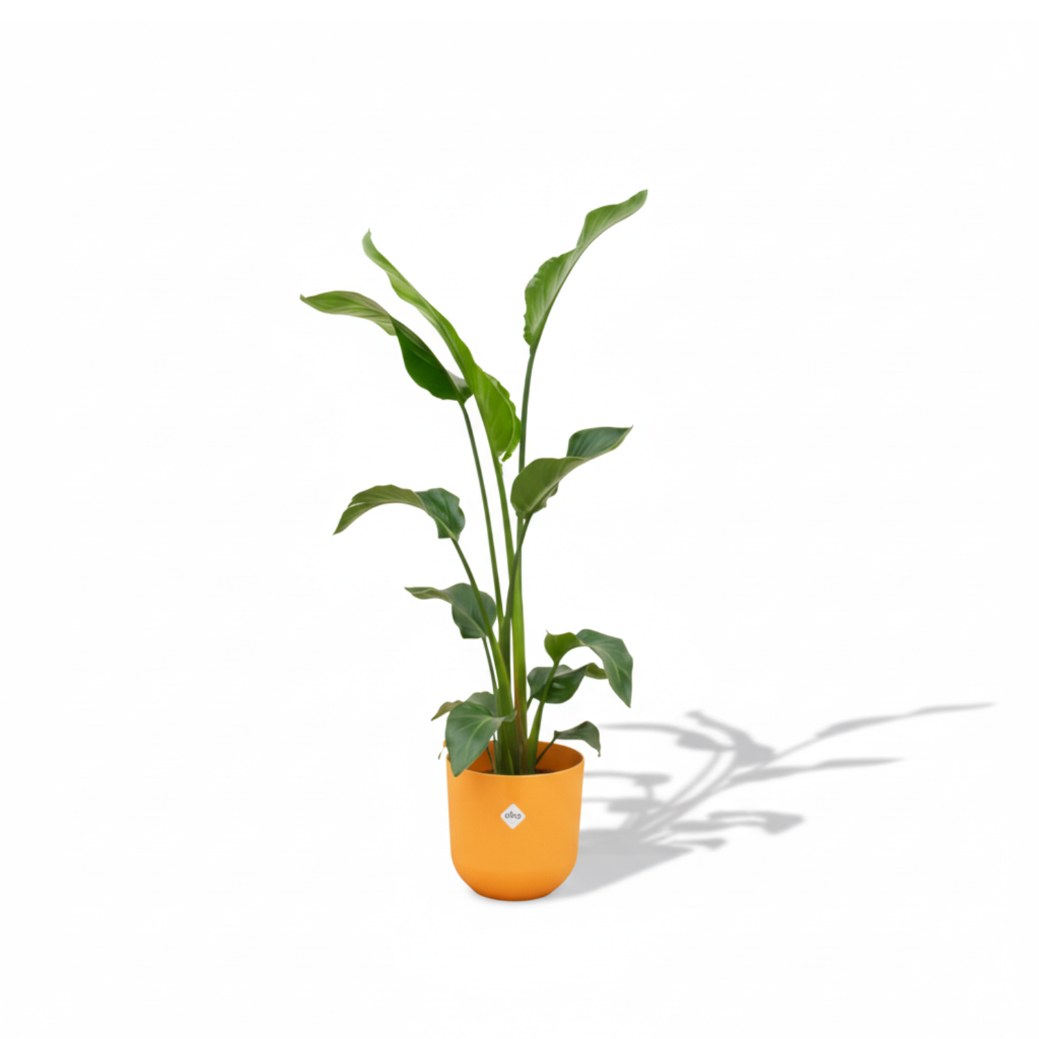 Strelitzia Nicolai