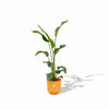 Strelitzia Nicolai