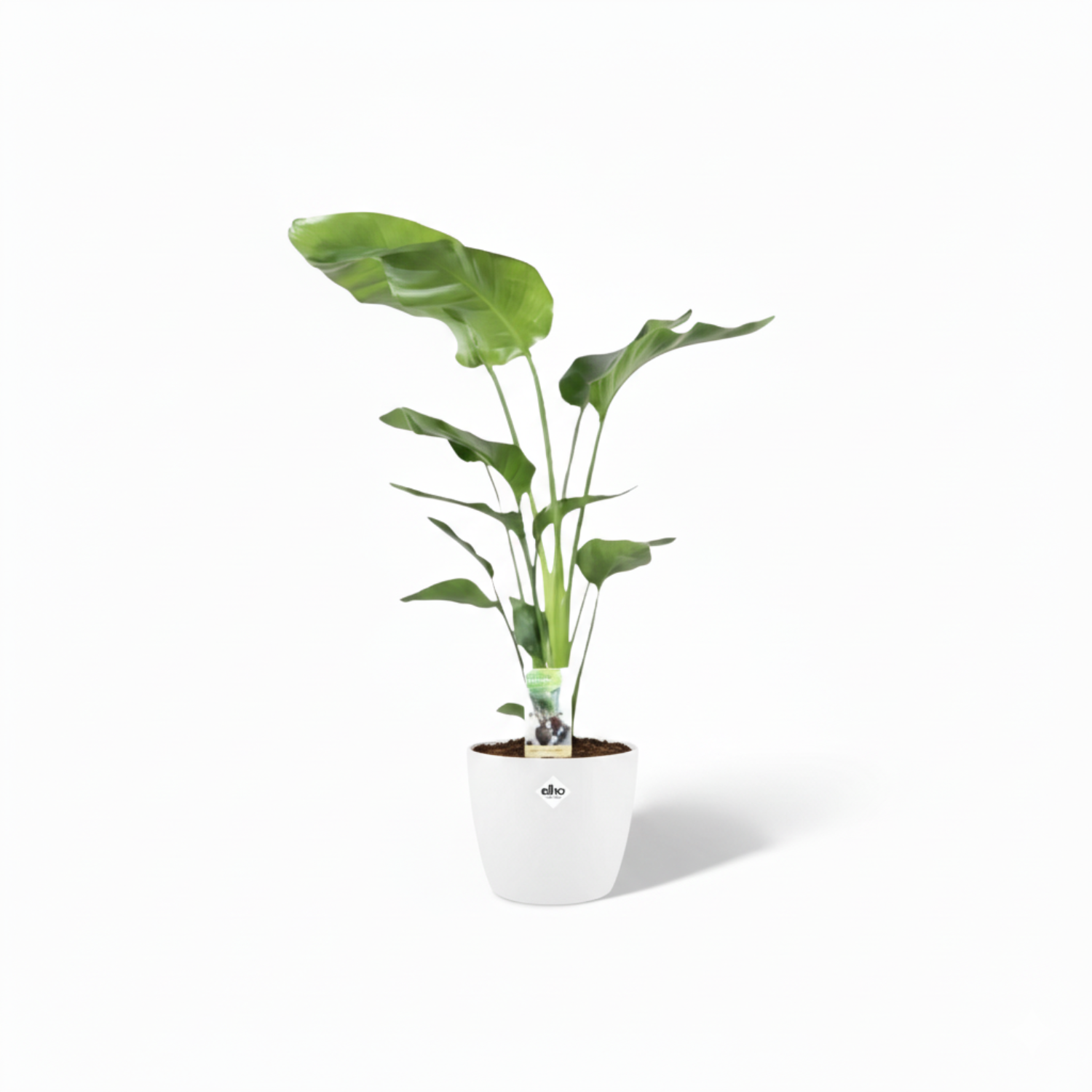 Strelitzia Nicolai 
