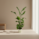  Strelitzia Nicolai