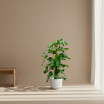Monstera Pertusum