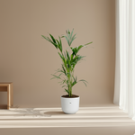 Kentia Palm