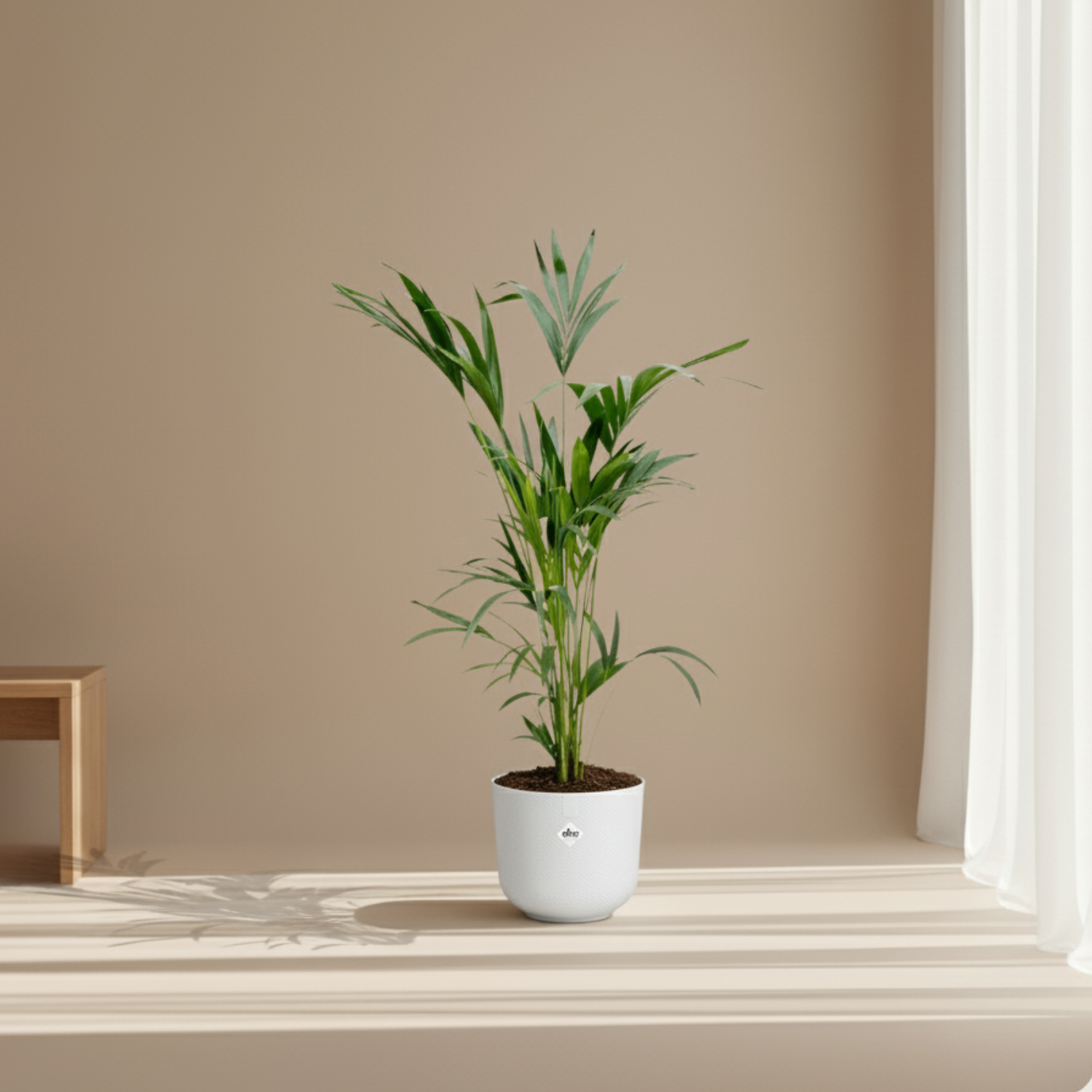 Kentia Palm