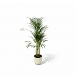 Areca palm kopen