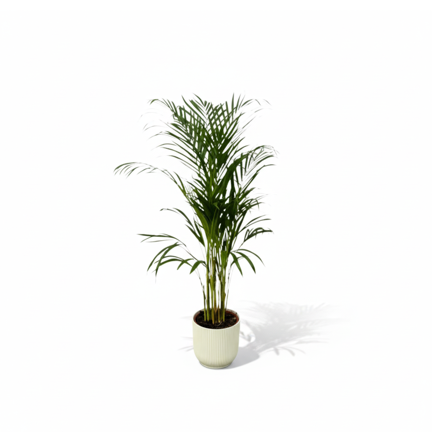 Areca palm kopen