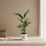 Kentia Palm