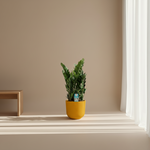Zamioculcas 