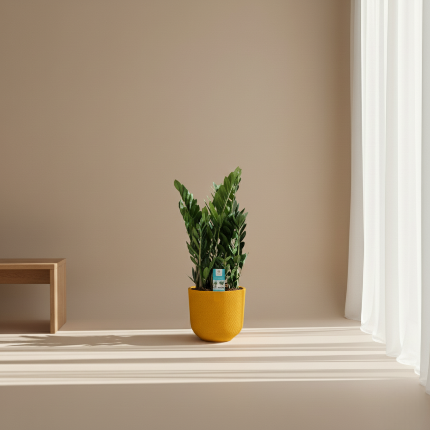 Zamioculcas 