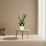 Zamioculcas Zamiifolia kopen