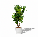 Ficus Lyrata