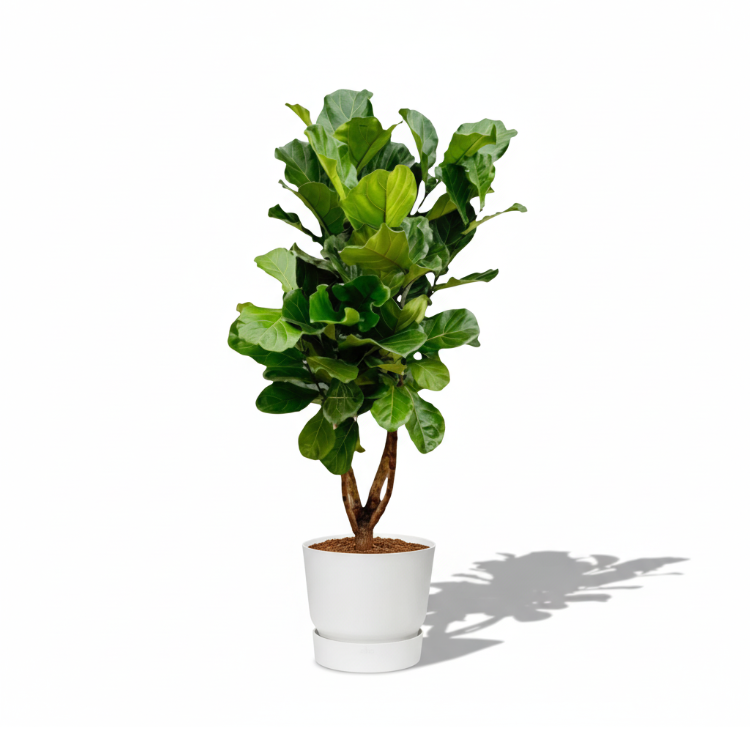 Ficus Lyrata