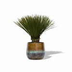 Yucca Rostrata