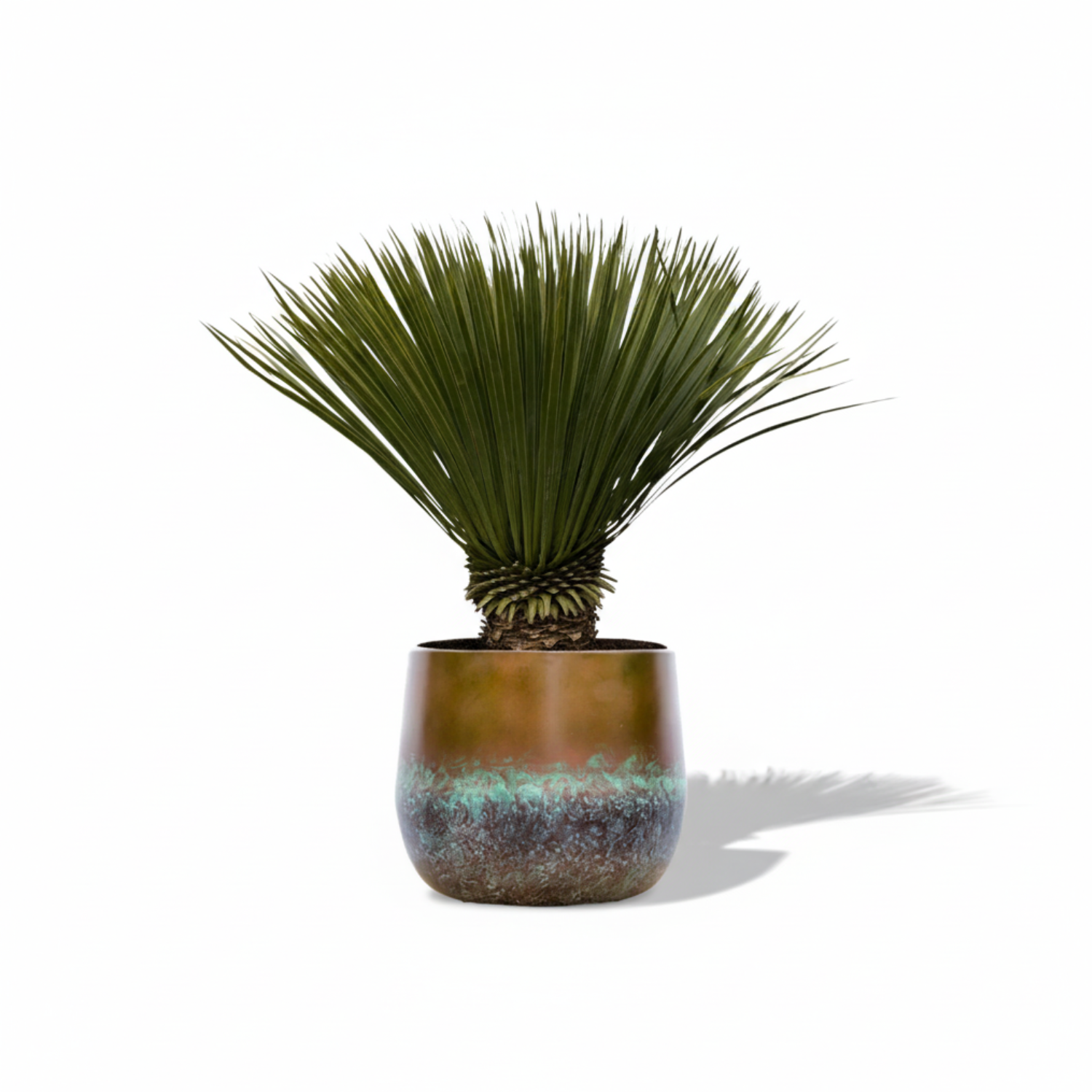 Yucca Rostrata