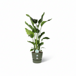 Strelitzia Nicolai