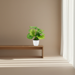 Calathea Orbifolia kopen