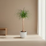 Beaucarnea stam kopen