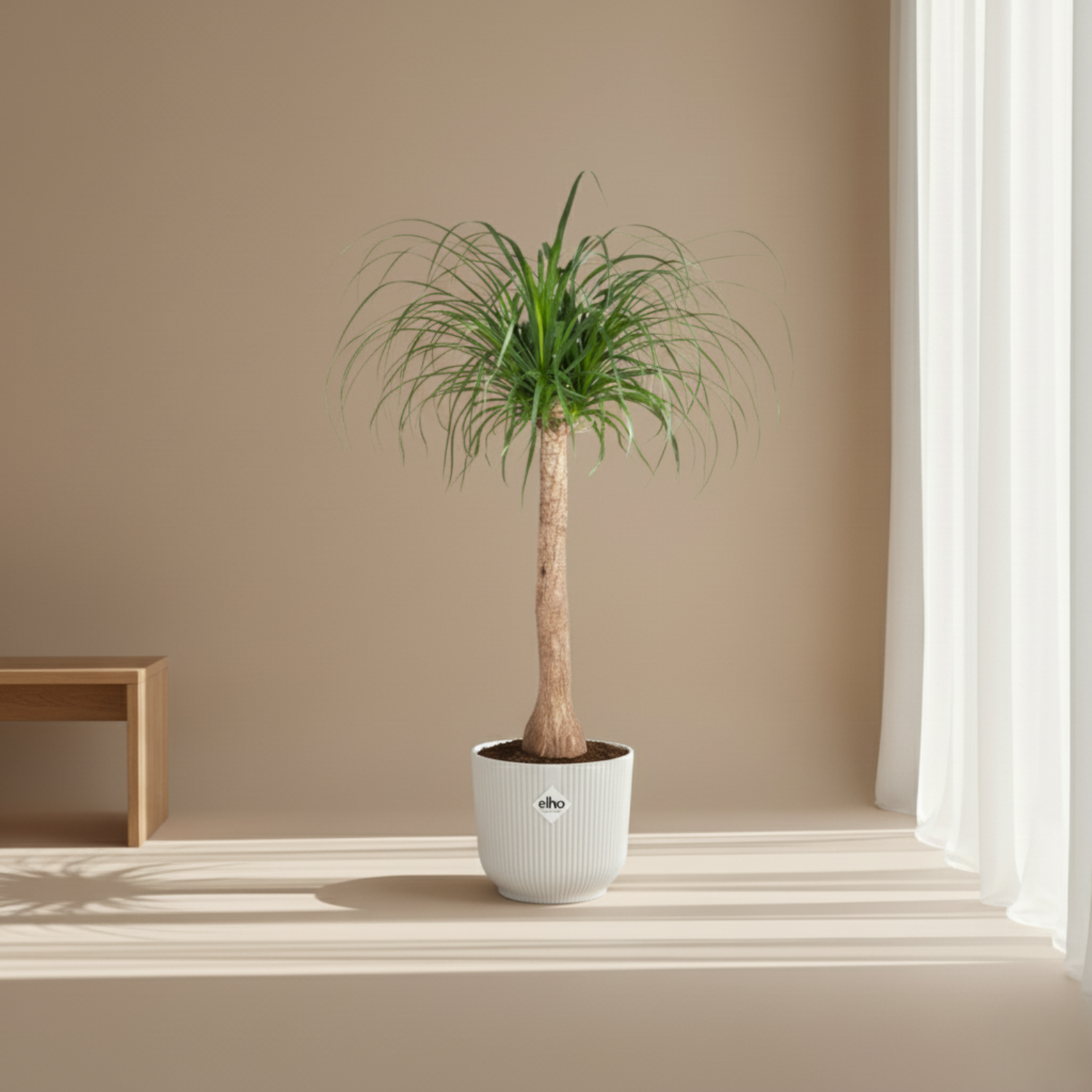 Beaucarnea stam kopen