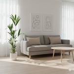 Kentia Palm kopen