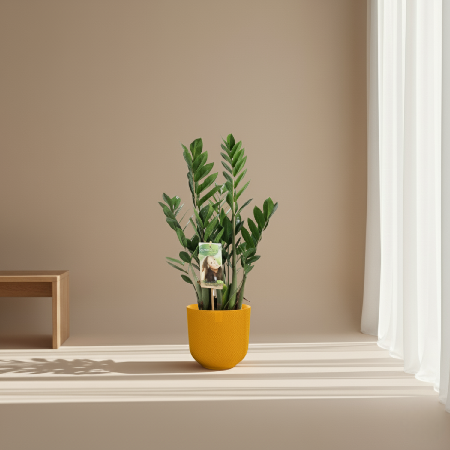 Zamioculcas Zamiifolia kopen
