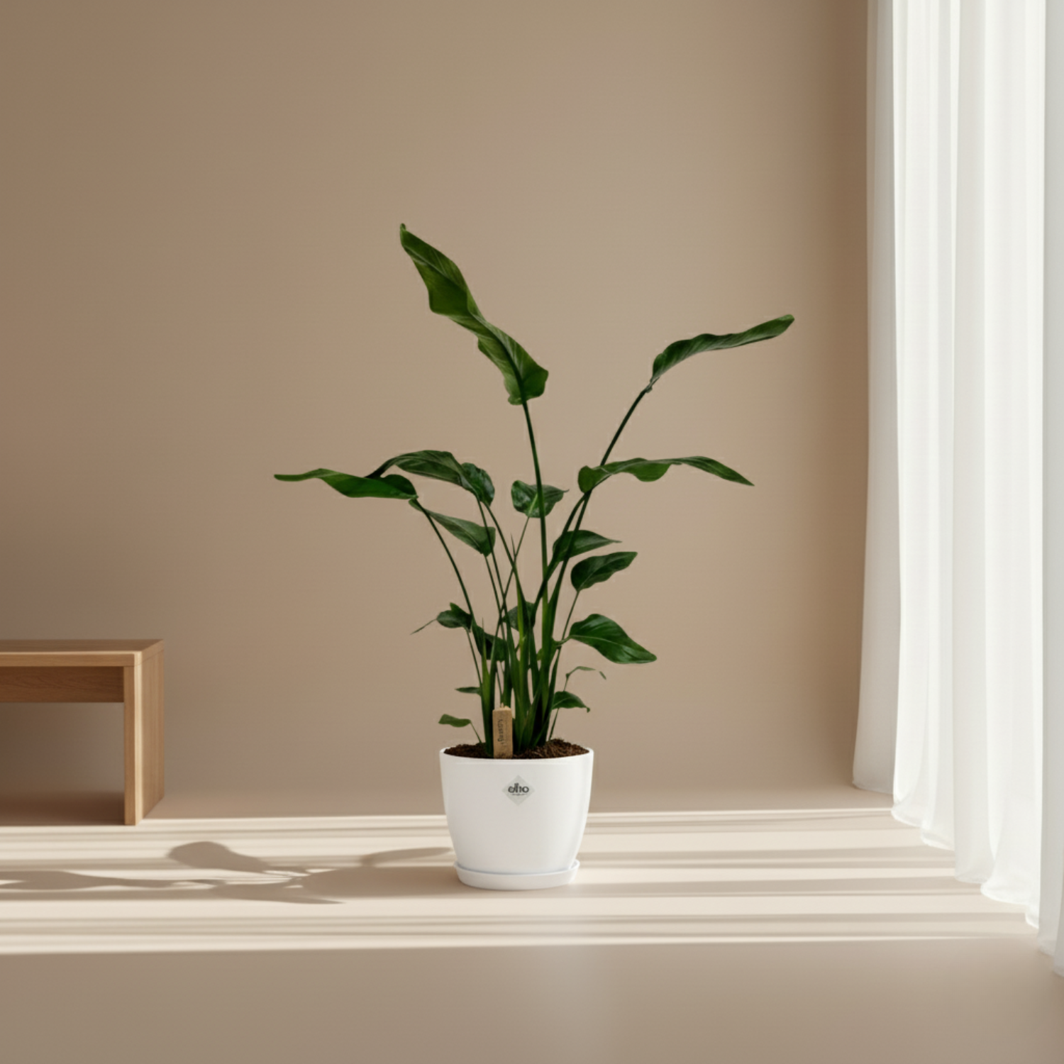 Strelitzia Nicolai