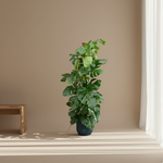 Monstera Pertusum