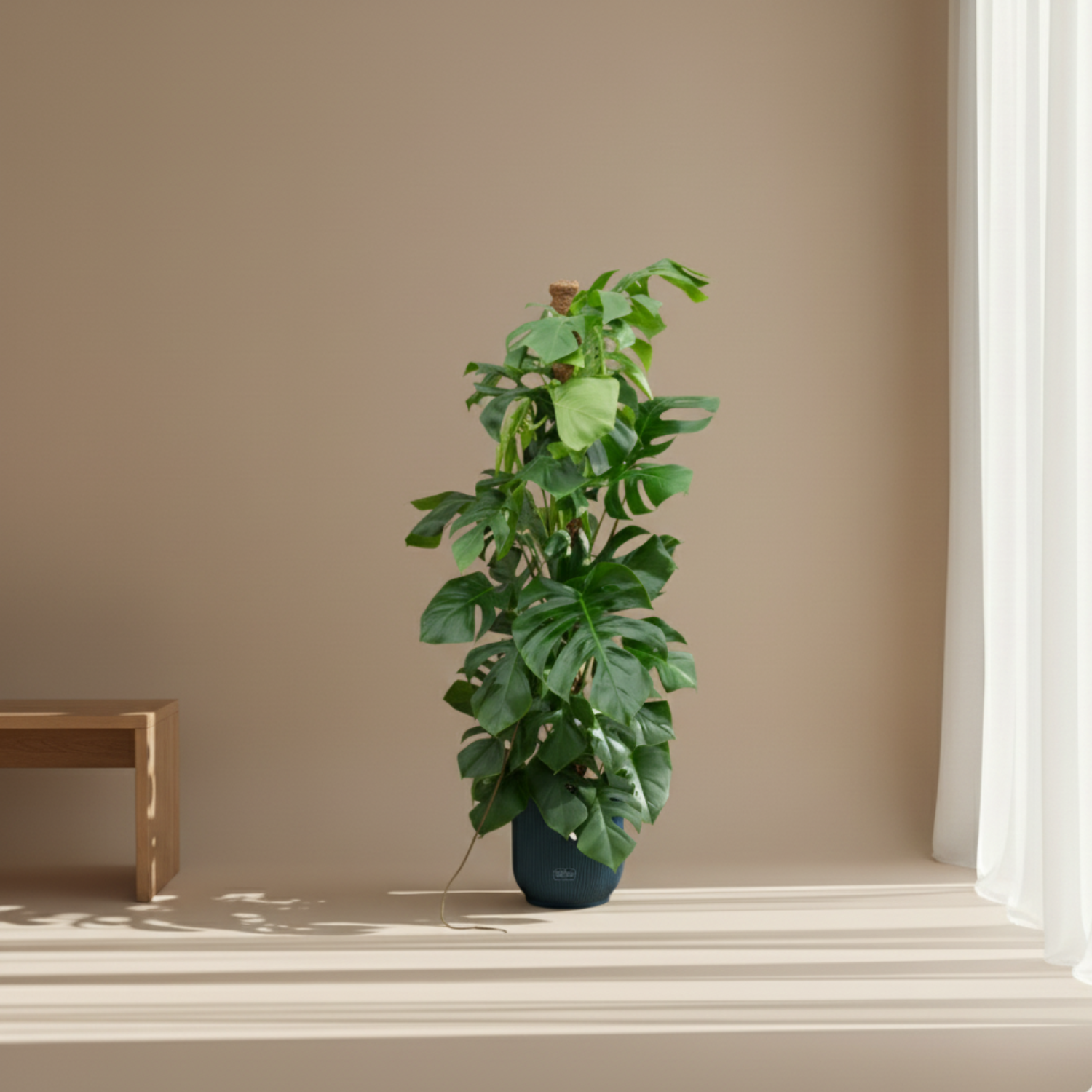 Monstera Pertusum