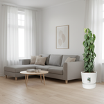 Philodendron Scandens mosstok 