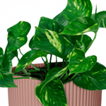 Epipremnum Aureum kopen