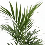Kentia Palm