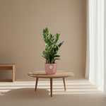 Zamioculcas kopen