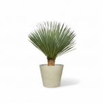 Yucca Rostrata 