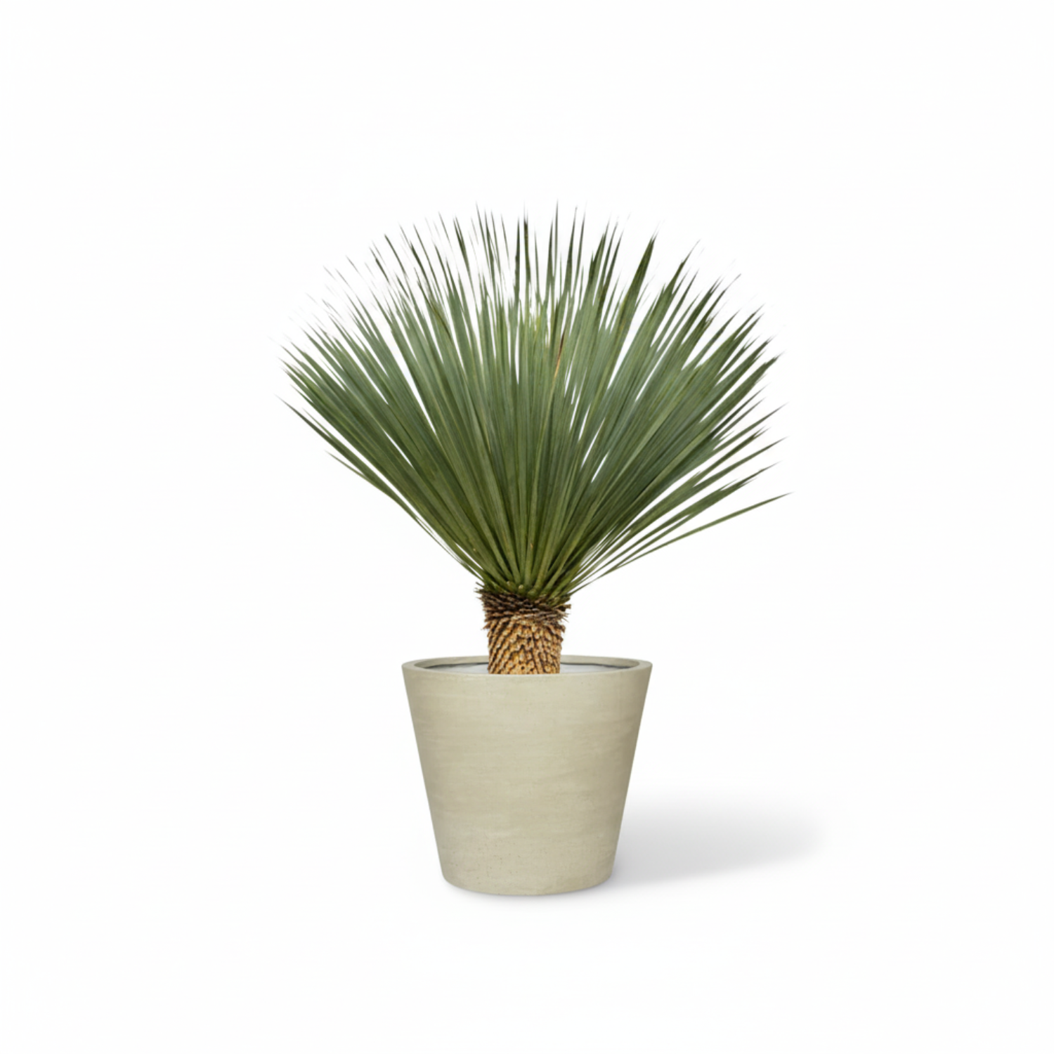 Yucca Rostrata 