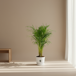 Areca Palm