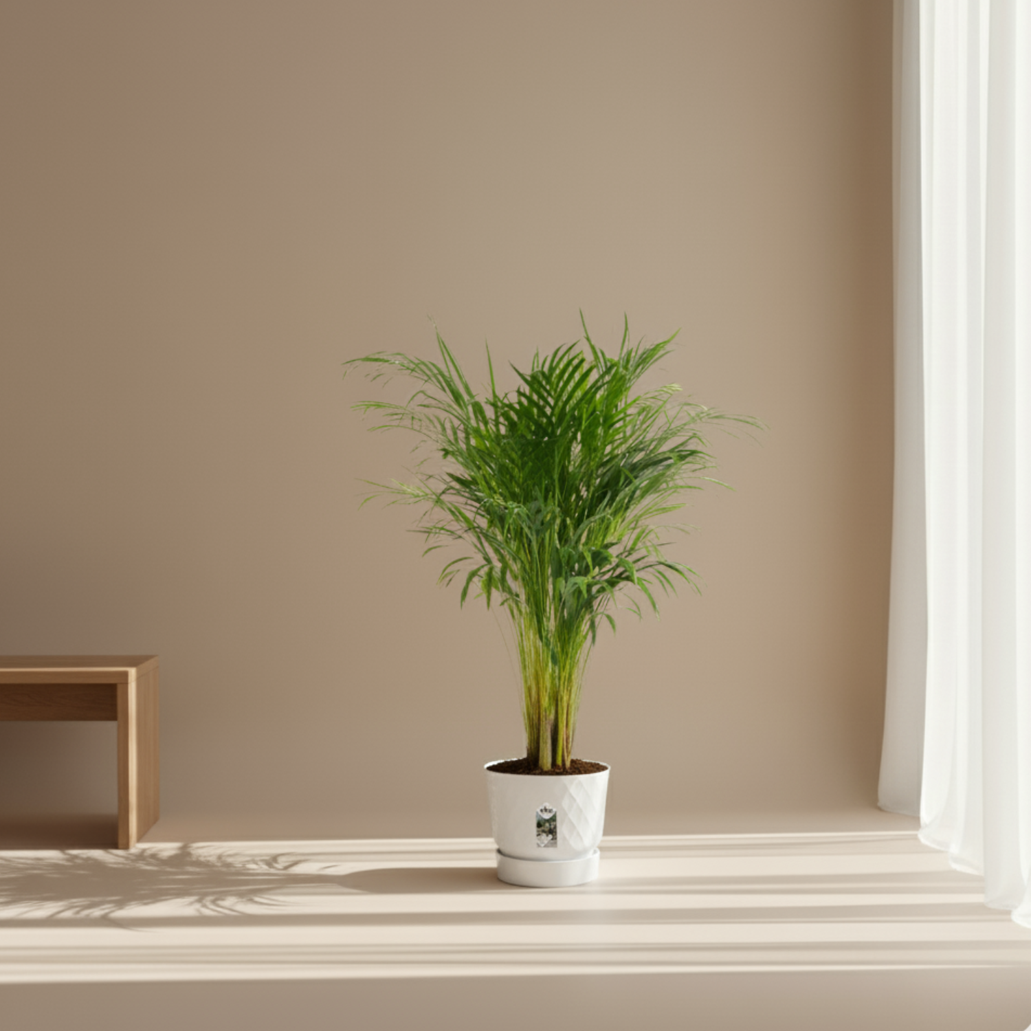 Areca Palm