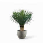 Yucca Rostrata 
