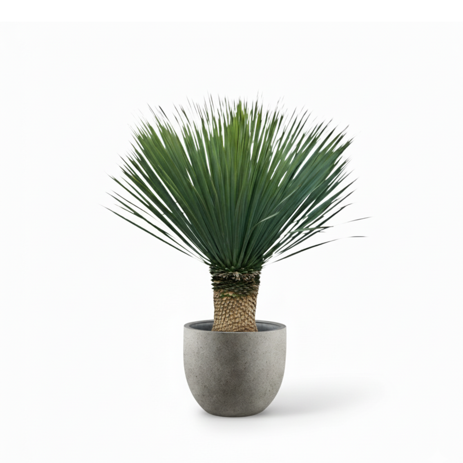 Yucca Rostrata 