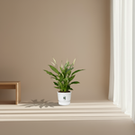 Spathiphyllum Torelli 