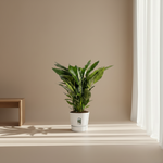 Spathiphyllum Sweet Sebastiano
