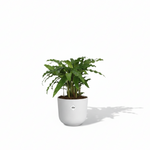 Calathea Bluegrass 