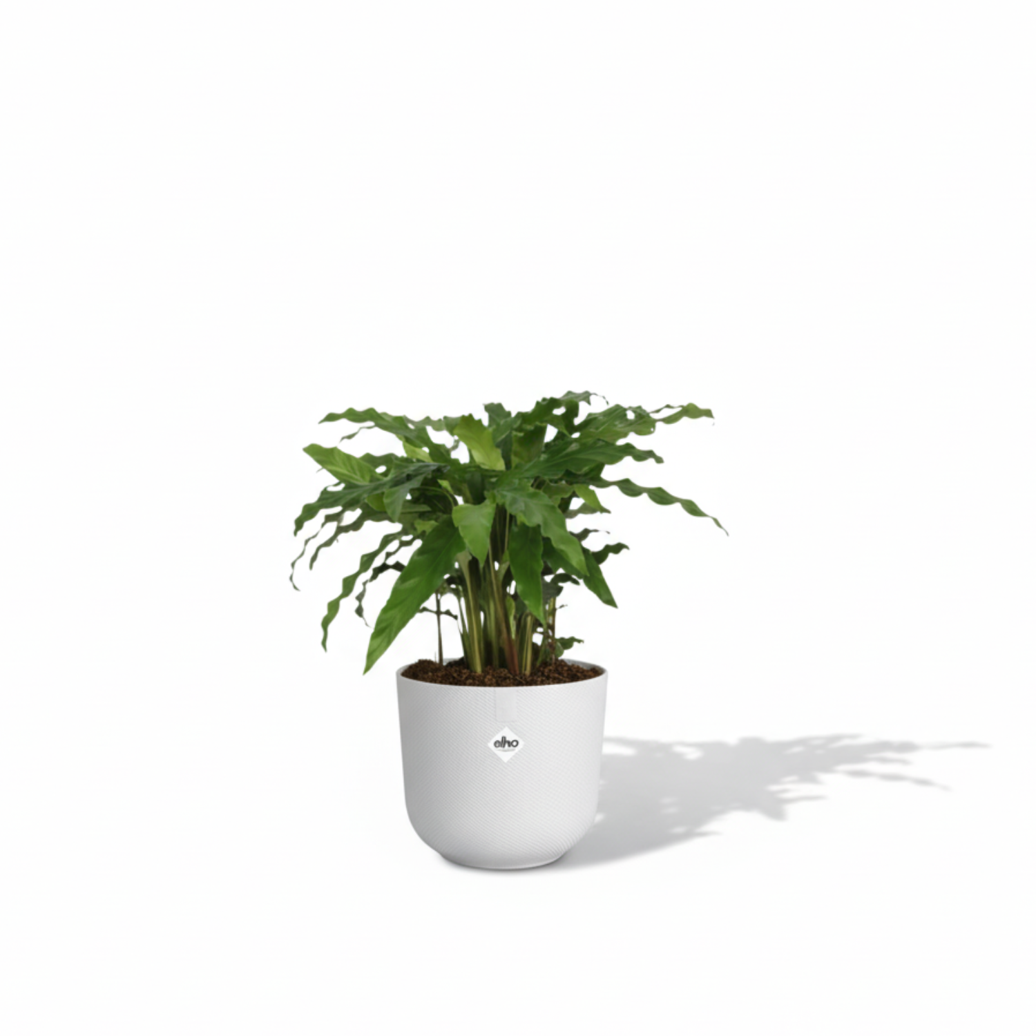 Calathea Bluegrass 