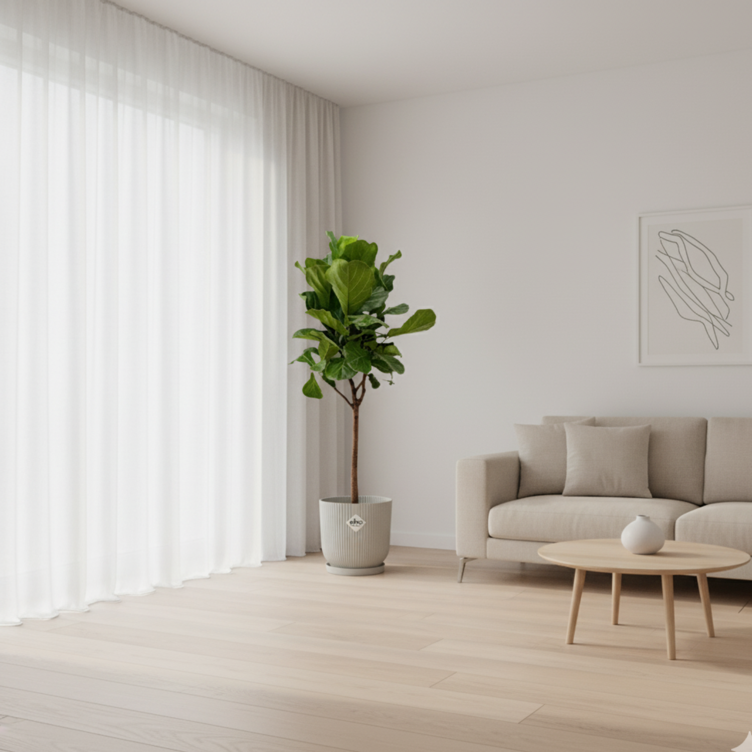 Ficus Lyrata 