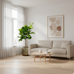Ficus Lyrata Boom