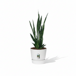 Sansevieria Zeylanica