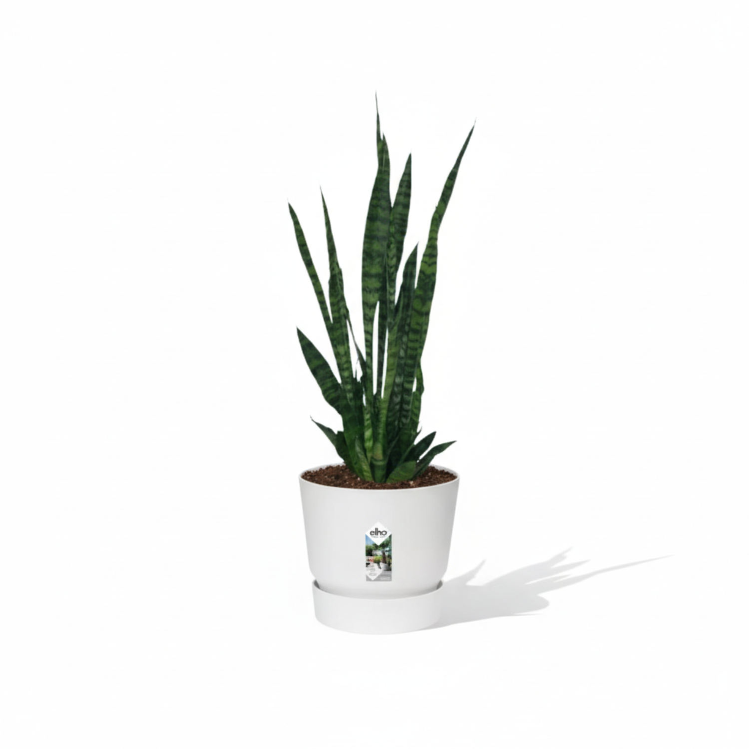 Sansevieria Zeylanica