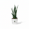 Strelitzia Nicolai
