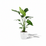 Strelitzia Nicolai