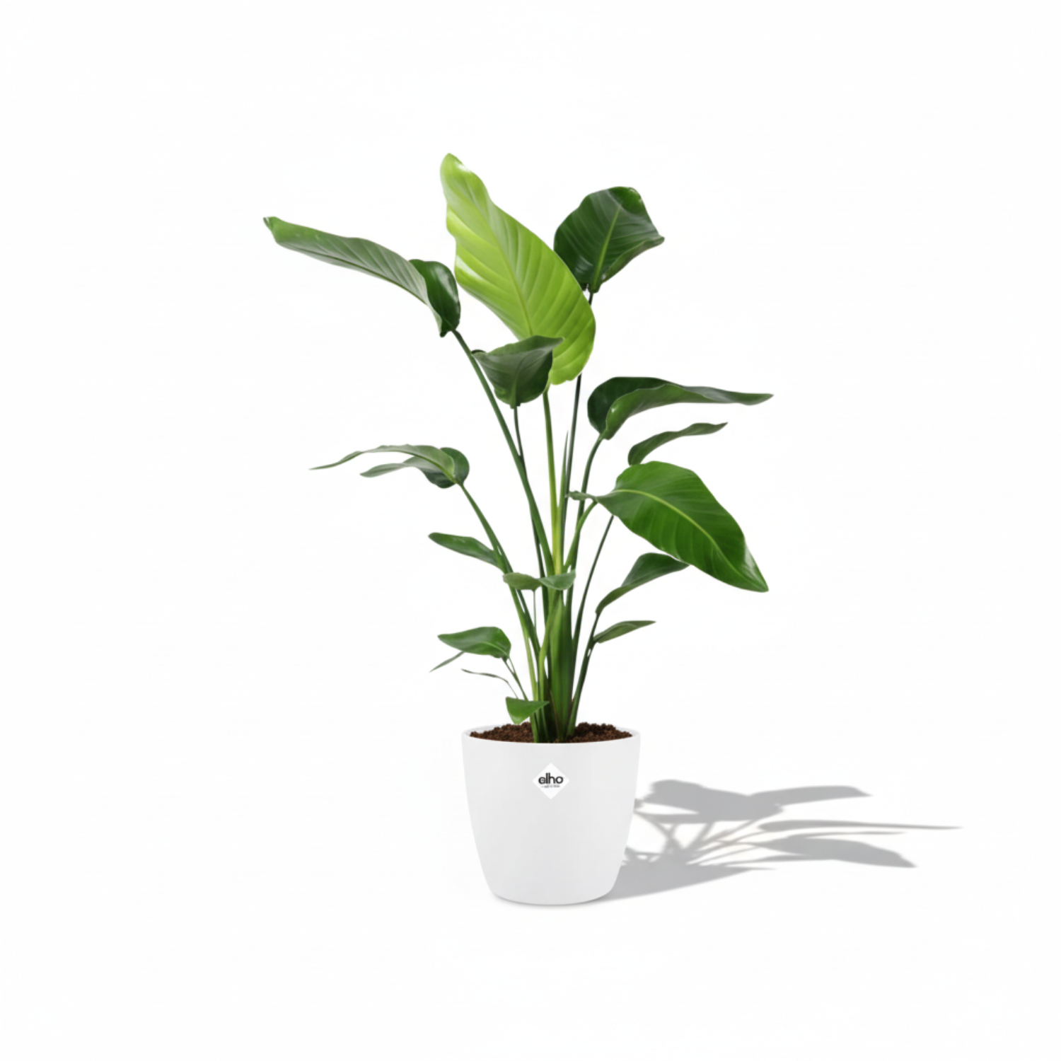 Strelitzia Nicolai