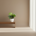 Calathea Orbifolia