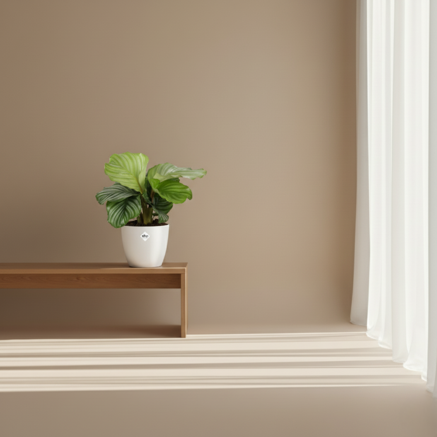 Calathea Orbifolia