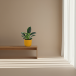 Philodendron kopen